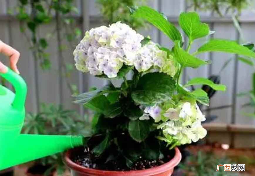 绣球花怎么养殖最好 绣球花怎么养