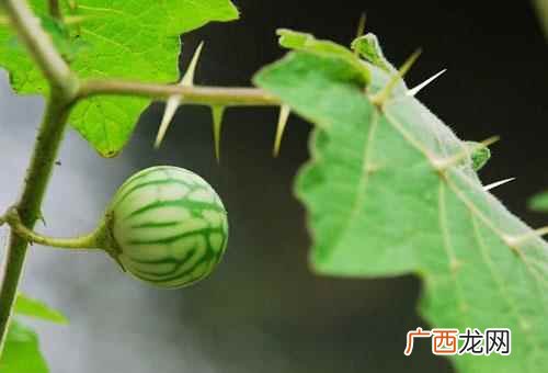 两面针的营养成分有哪些 两面针的营养价值