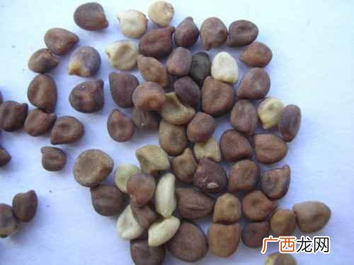 菟丝子功效及食用方法 菟丝子的功效与作用及食用方法