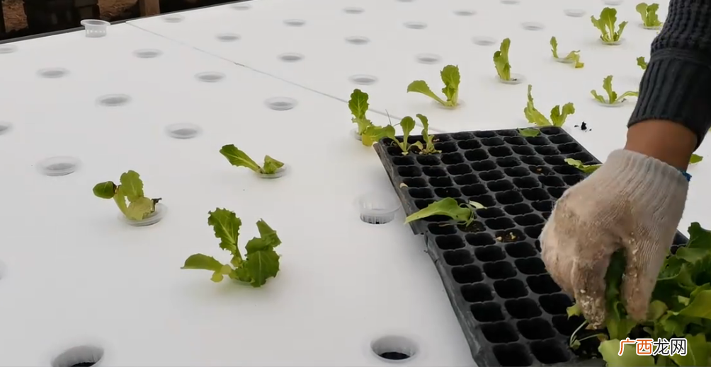 生菜水培产量高的栽种技术 生菜可以水培种植吗