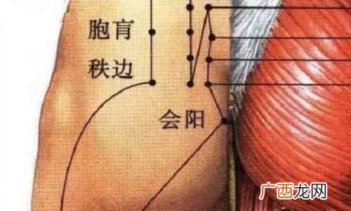 会阳准确位置图和作用功效 会阳准确位置图和作用