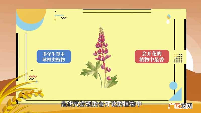 风信子的花语是什么 风信子的花语