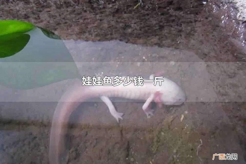 娃娃鱼一斤的价格在200 娃娃鱼多少钱一斤