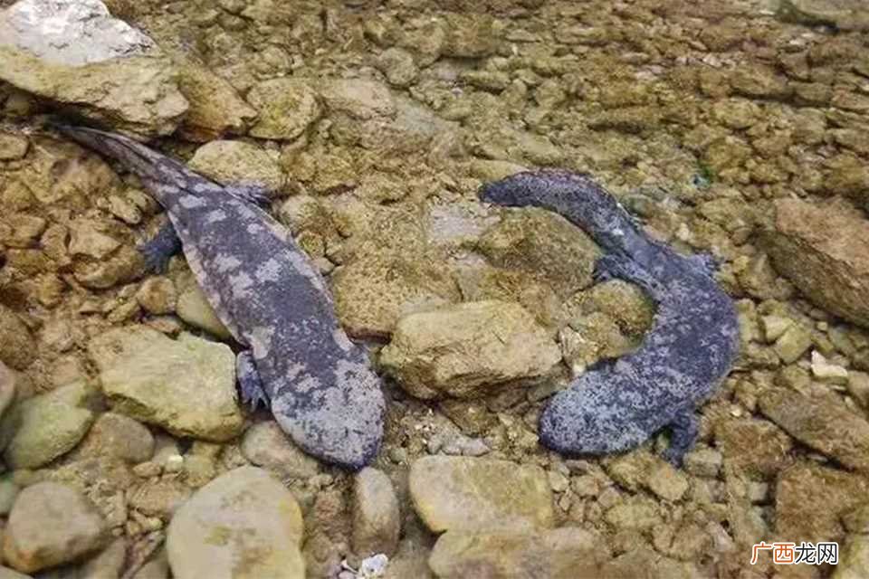 娃娃鱼一斤的价格在200 娃娃鱼多少钱一斤