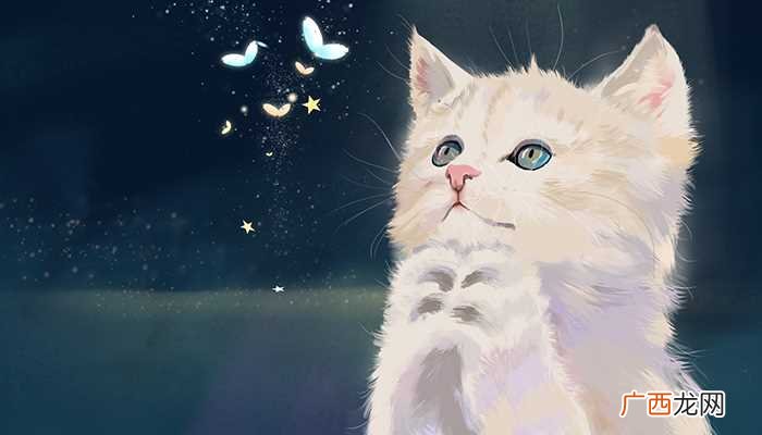 猫的记忆力好不好 猫的记忆力到底有多长时间