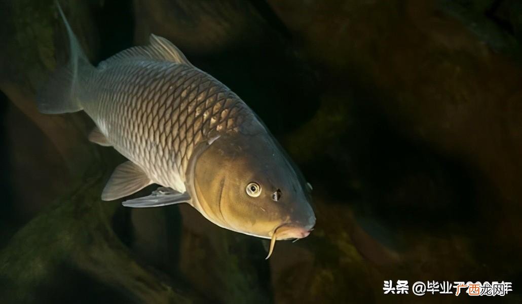 拐子鱼图片 拐子鱼又称什么鱼