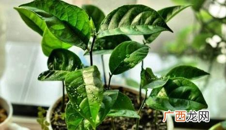 菠萝蜜种子怎么种盆栽多久结果 菠萝蜜种子盆栽三年后多大