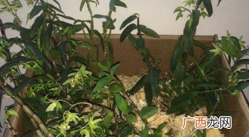 铁皮石斛怎么种植最好 铁皮石斛怎么种植成活率高
