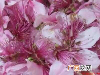 如何制作桃花酒