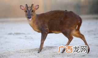 赤麂属于国家保护动物吗 赤麂是国家保护动物吗，野生动物赤麂