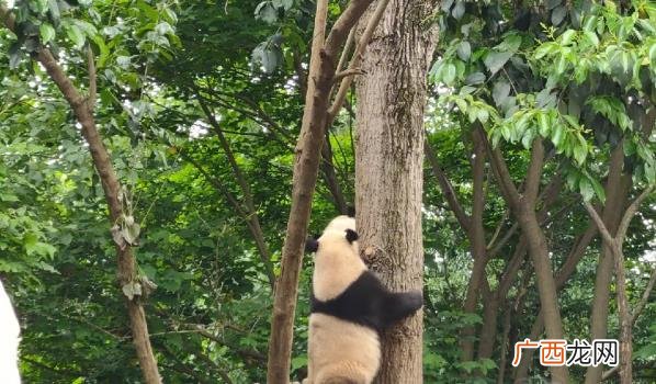 ?上海检疫后北京动物园将接走“丫丫” 为何如此重视大熊猫？