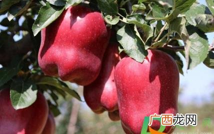 蛇果的正确养殖方法 盆栽蛇果养殖方法