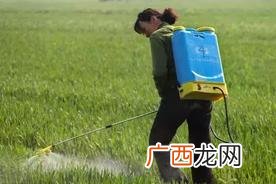氯氰菊酯的使用说明 氯氰菊酯能杀什么虫