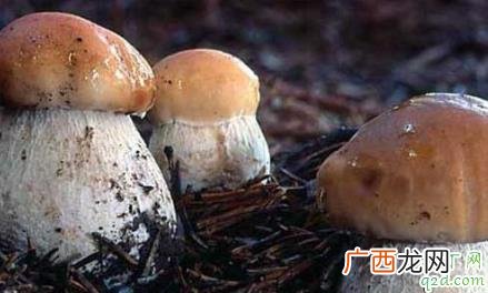 黄牛肝菌的食用方法 黄牛肝菌怎么做好吃