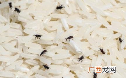 米面里的虫子怎么消除 米面里生的虫子吃了会怎么样