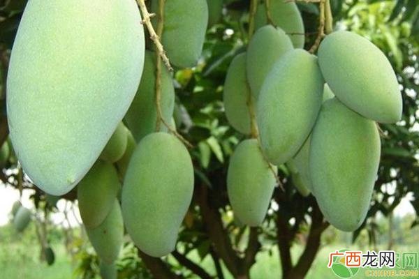 芒果四个保存技巧不用担心变坏 芒果储存需要放冰箱吗