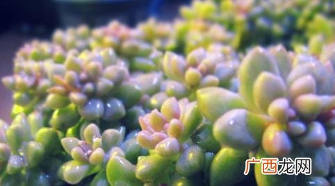 黄叶姬秋丽上盆后怎么养护 多肉秋丽怎么一直黄叶