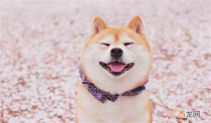 眉开眼笑的意思和解释 眉开眼笑的意思