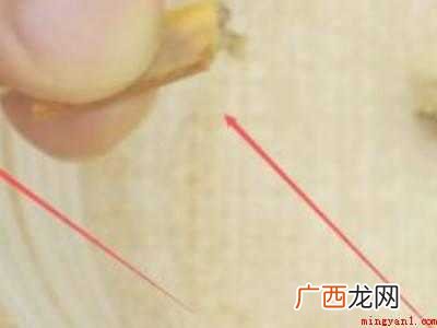 怎么样吃蟹钳里的肉的具体操作步骤 怎么样吃蟹钳里面的肉