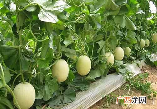甜瓜有什么营养和功效 甜瓜有什么营养