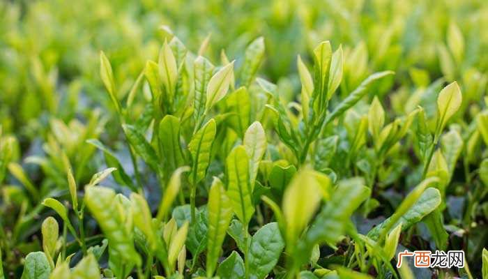 黄小茶是什么茶形状 黄小茶是什么茶