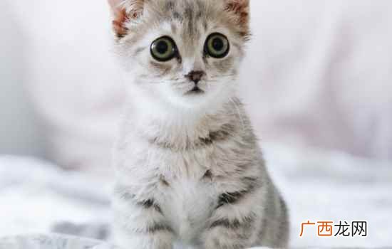 新买宠物注射疫苗及饮食的注意事项 猫三联一共几针多少钱