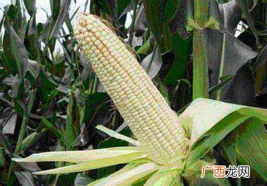 吃糯玉米的好处与坏处是什么 吃糯玉米的好处与坏处