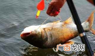 德州钓组首推的就是作钓鲈鱼 德州钓组适合钓什么鱼