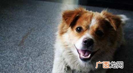 这才是真正的中华田园犬 最正宗的中华田园犬图片