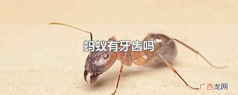 蚂蚁有牙齿吗图片 蚂蚁有牙齿吗