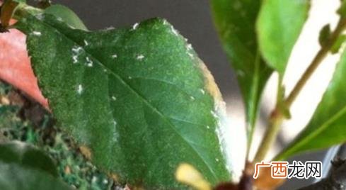 花盆里的小飞虫怎么去除 花盆里为什么会有小飞虫