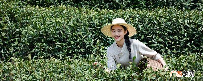 竹叶青是产自哪里的 竹叶青产自哪里
