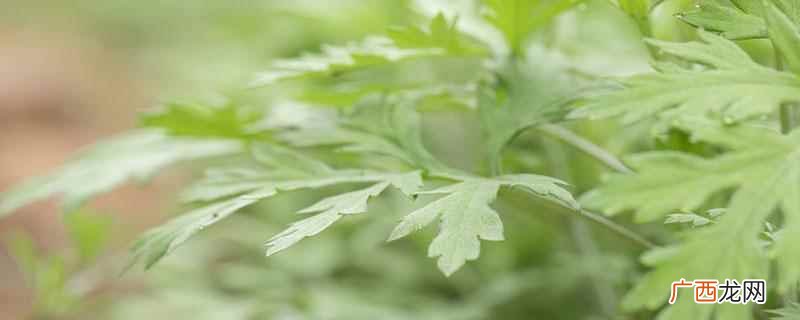 艾蒿和艾草都能吃吗 艾草和艾蒿是一种植物吗
