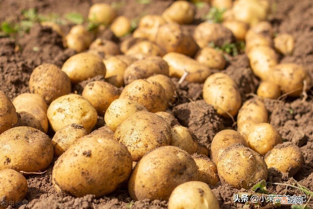 为什么会缺钾 什么东西补钾效果最好