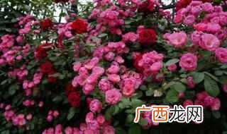 月季品种 月季品种大全