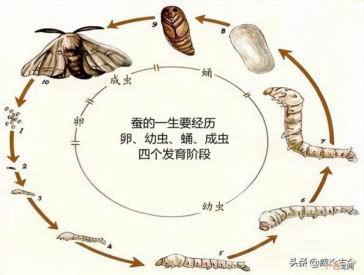 蚕宝宝从成长到蜕变的全过程 蚕生长的四个过程图片