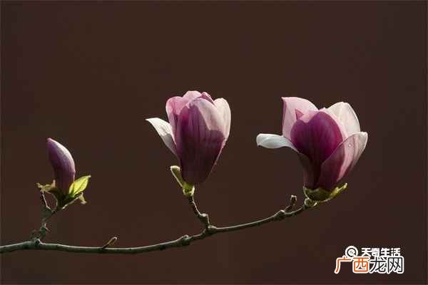 木槿花怎么吃法 木槿花功效及吃法