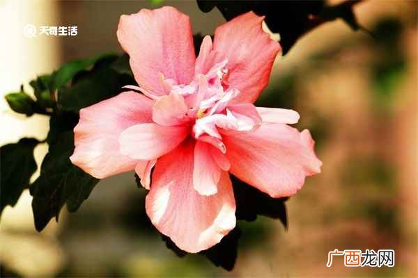 木槿花怎么吃法 木槿花功效及吃法