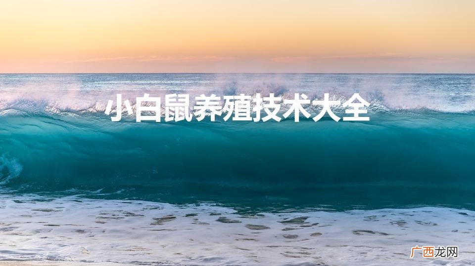 小白鼠的饲养 小白鼠养殖技术大全
