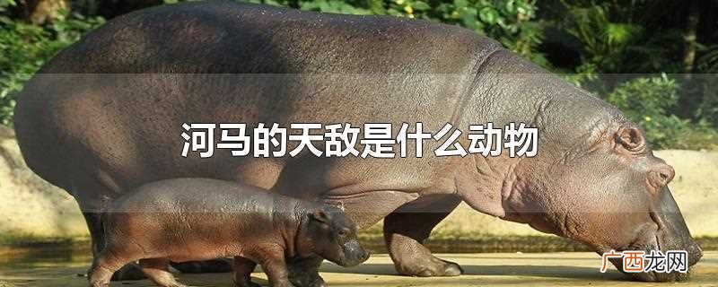 犀牛的天敌是什么动物 河马的天敌是什么动物