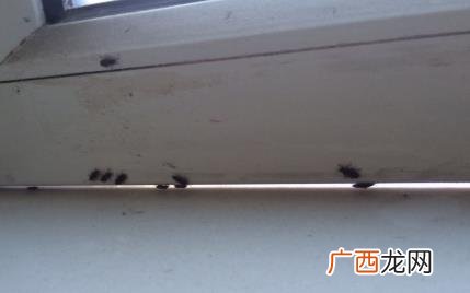 窗户旁边为什么会有很多死虫 为什么窗户边死的虫子多