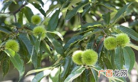 果树什么时候剪枝最好 什么时候给树剪枝最好