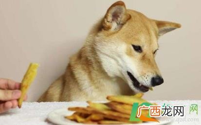 狗狗吃酸菜会导致死亡吗 狗狗吃了一点薯条有事吗