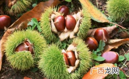 煮熟的毛栗子怎么剥壳快 新鲜带刺毛栗子怎么剥壳