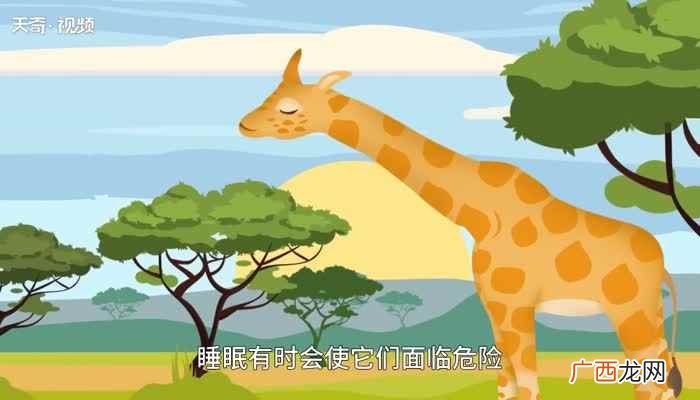 长颈鹿睡觉是怎么睡的 长颈鹿每天睡多长时间
