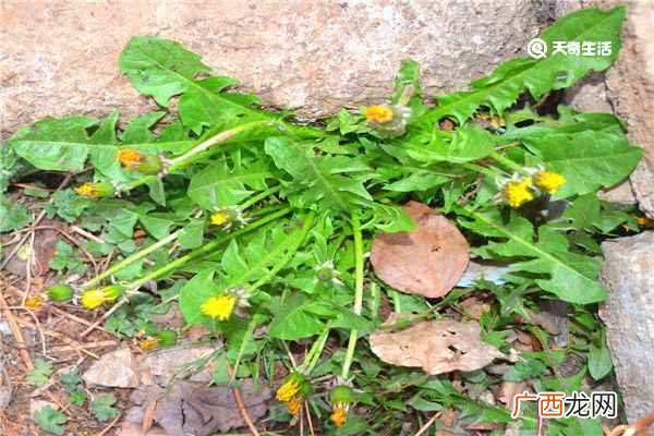 鲜蒲公英的功效与作用怎么吃 鲜蒲公英的功效与作用