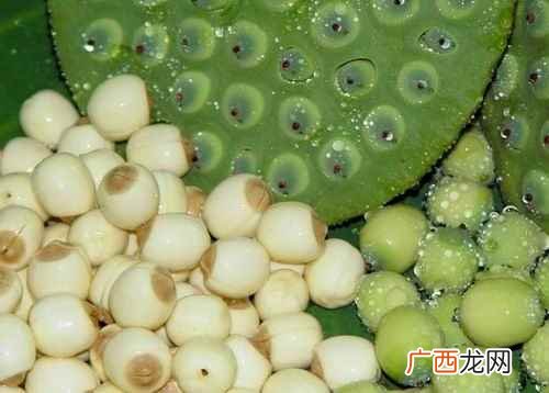莲子的功效与作用及食用方法禁忌 莲子的功效与作用及食用方法