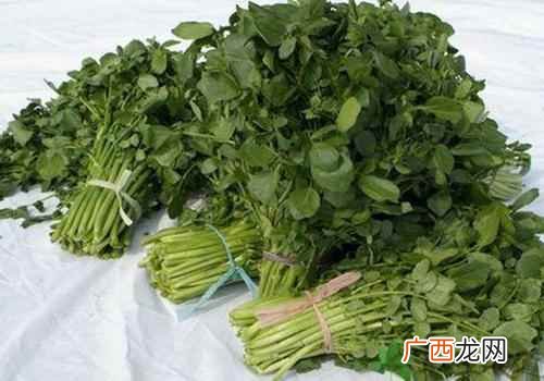 野生的豆瓣菜的作用和功效 豆瓣菜功效与作用