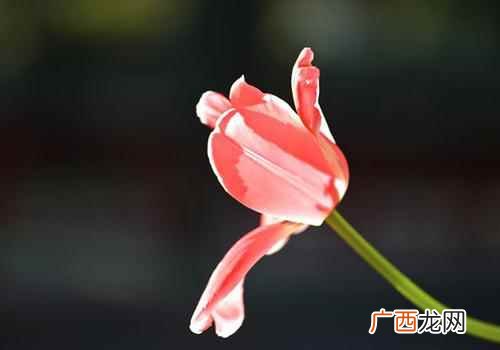 清明节是农历几月几号有什么习俗 清明节是农历几月几号