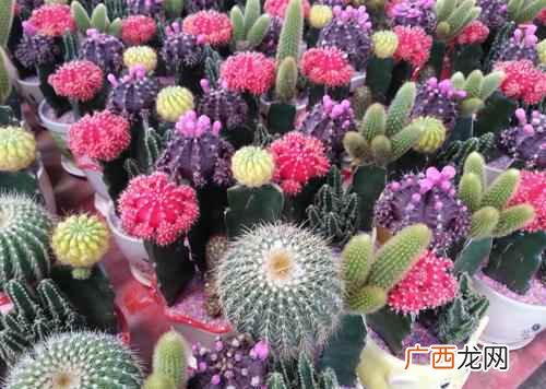 室内防辐射植物有哪些推荐八种 抗辐射的植物排名室内养
